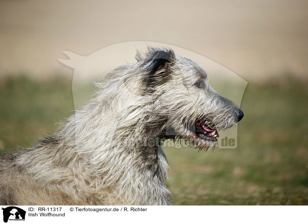 Irish Wolfhound / RR-11317