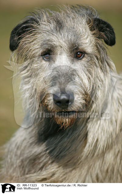 Irish Wolfhound / Irish Wolfhound / RR-11323