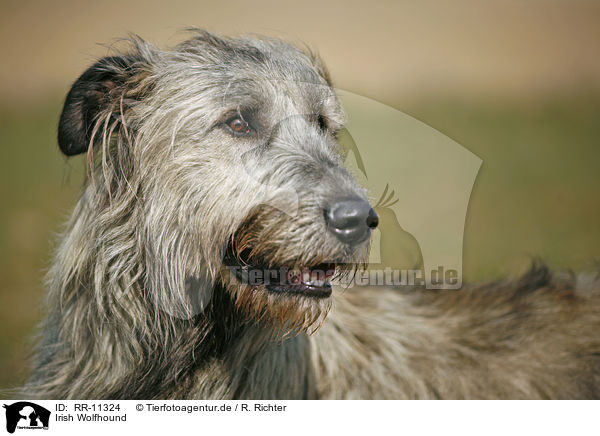 Irish Wolfhound / Irish Wolfhound / RR-11324