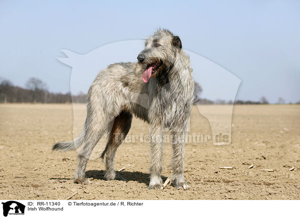 Irish Wolfhound / RR-11340