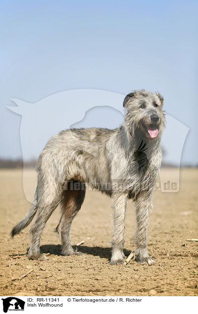 Irish Wolfhound / RR-11341