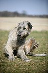 Irish Wolfhound