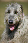 Irish Wolfhound