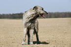 Irish Wolfhound