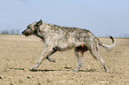 Irish Wolfhound