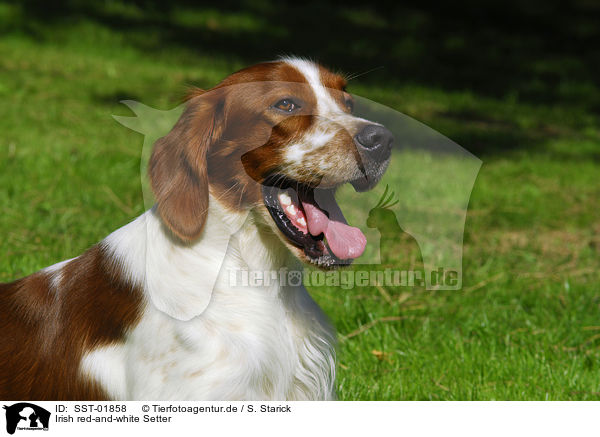 Irish red-and-white Setter / SST-01858