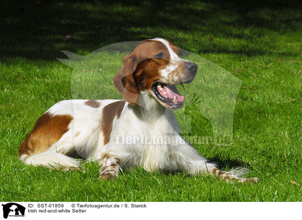 Irish red-and-white Setter / SST-01859