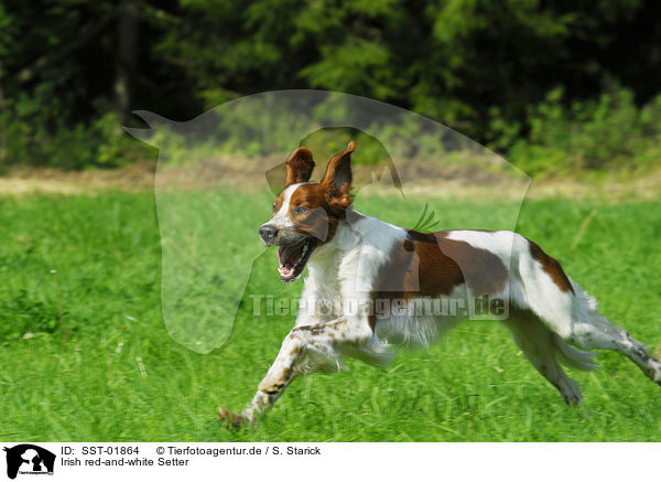 Irish red-and-white Setter / SST-01864