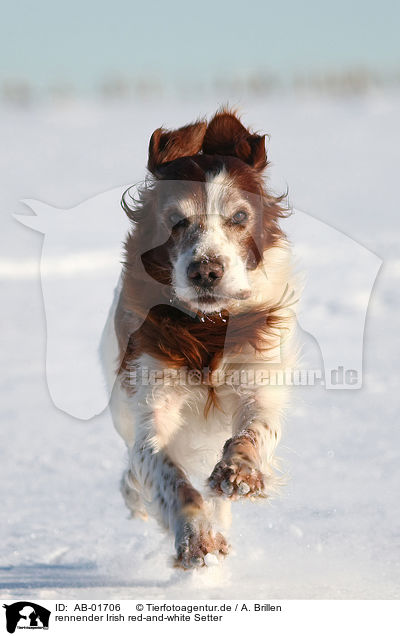 rennender Irish red-and-white Setter / AB-01706