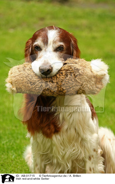 Irish red-and-white Setter / AB-01715