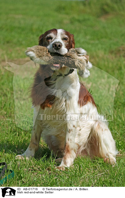 Irish red-and-white Setter / AB-01716