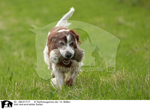 Irish red-and-white Setter / AB-01717