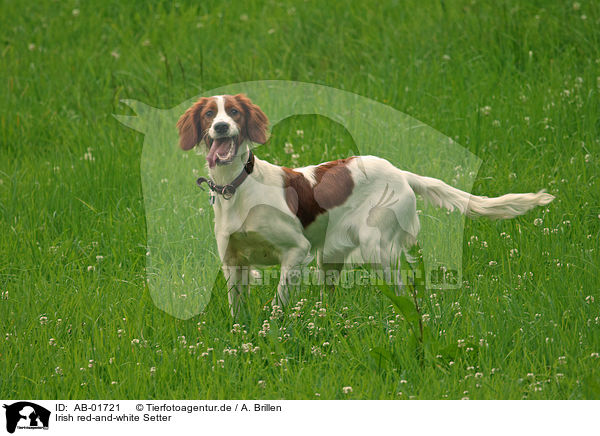 Irish red-and-white Setter / AB-01721