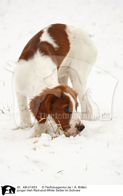 junger Irish Red-and-White Setter im Schnee / AB-01953