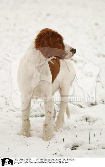 junger Irish Red-and-White Setter im Schnee / AB-01954