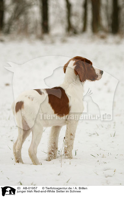 junger Irish Red-and-White Setter im Schnee / AB-01957