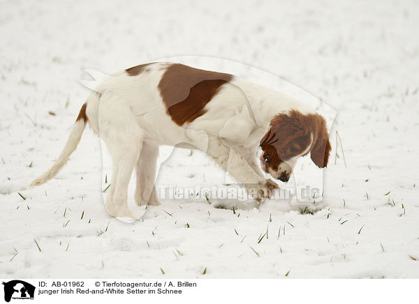 junger Irish Red-and-White Setter im Schnee / AB-01962