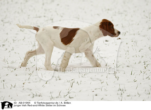 junger Irish Red-and-White Setter im Schnee / young Irish Red-and-White Setter in snow / AB-01964