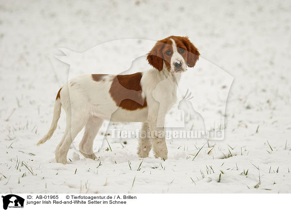 junger Irish Red-and-White Setter im Schnee / AB-01965