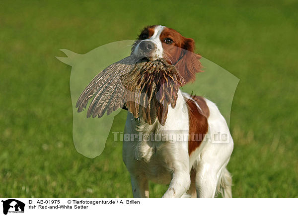 Irish Red-and-White Setter / Irish Red-and-White Setter / AB-01975