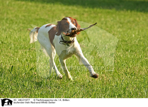 laufender Irish Red-and-White Setter / trotting Irish Red-and-White Setter / AB-01977