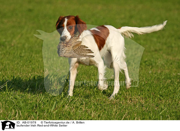 laufender Irish Red-and-White Setter / trotting Irish Red-and-White Setter / AB-01978