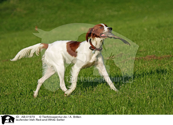 laufender Irish Red-and-White Setter / trotting Irish Red-and-White Setter / AB-01979