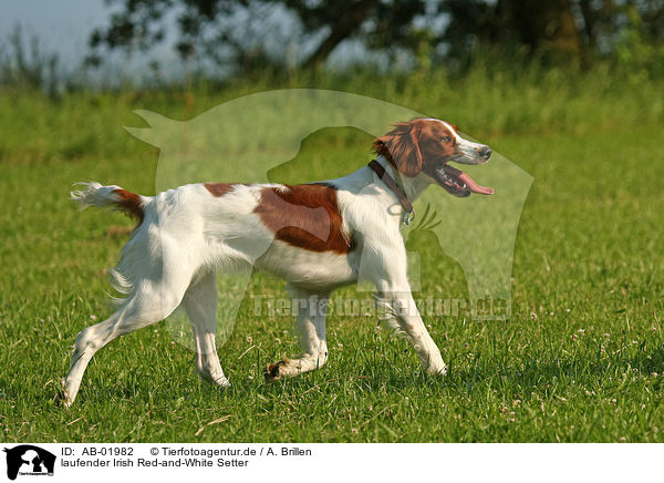 laufender Irish Red-and-White Setter / trotting Irish Red-and-White Setter / AB-01982