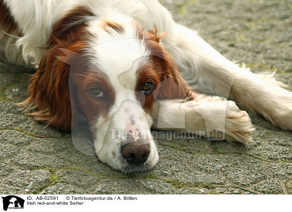 Irish red-and-white Setter / AB-02591