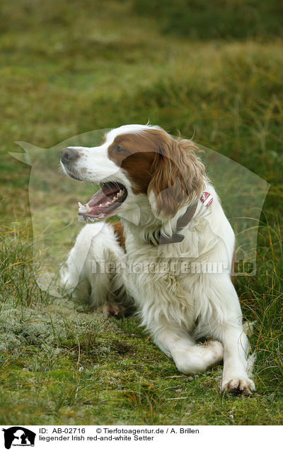 liegender Irish red-and-white Setter / AB-02716