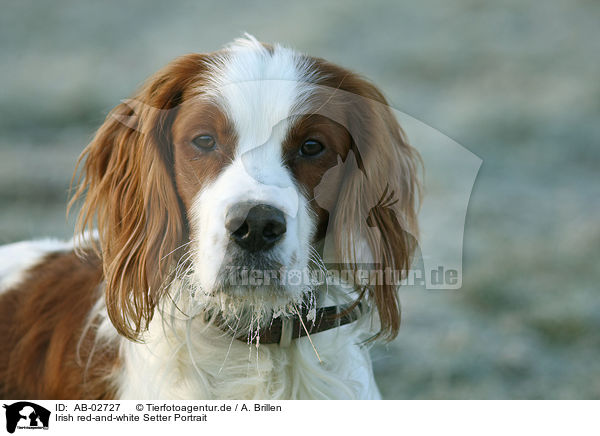 Irish red-and-white Setter Portrait / AB-02727