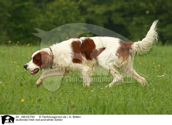 laufender Irish red-and-white Setter / AB-02799