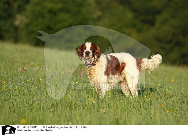 Irish red-and-white Setter / AB-02801