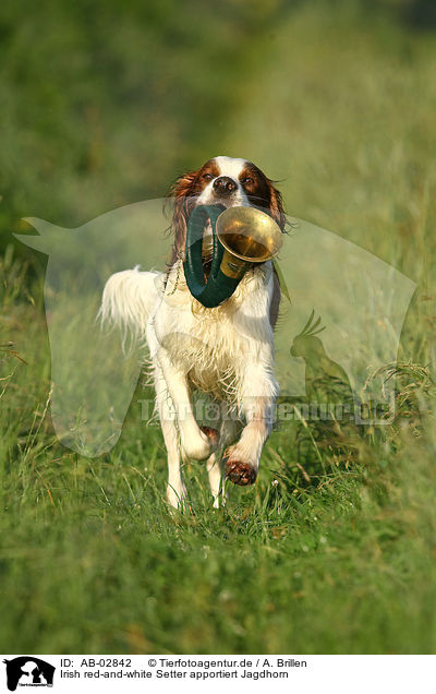 Irish red-and-white Setter apportiert Jagdhorn / AB-02842