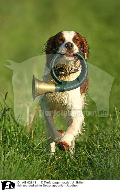 Irish red-and-white Setter apportiert Jagdhorn / AB-02843