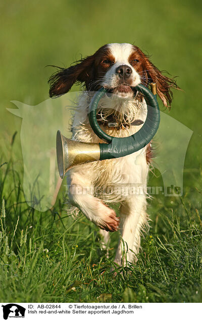 Irish red-and-white Setter apportiert Jagdhorn / Irish red-and-white Setter retrieve bugle / AB-02844