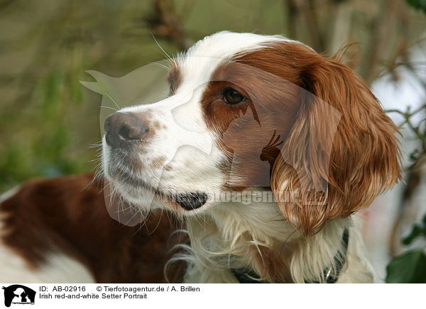 Irish red-and-white Setter Portrait / AB-02916