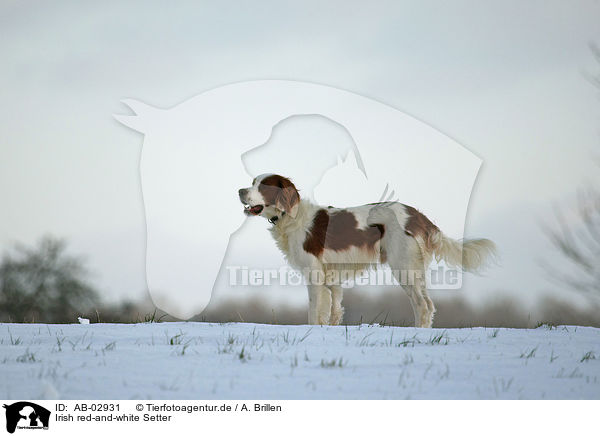 Irish red-and-white Setter / AB-02931