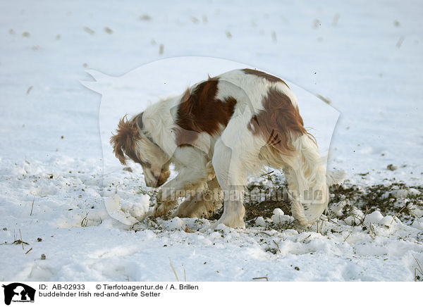 buddelnder Irish red-and-white Setter / AB-02933