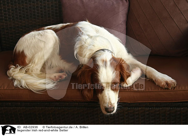 liegender Irish red-and-white Setter / AB-02936