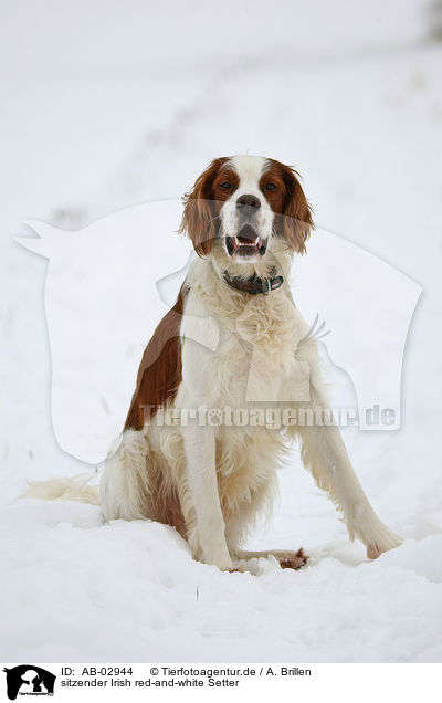 sitzender Irish red-and-white Setter / AB-02944