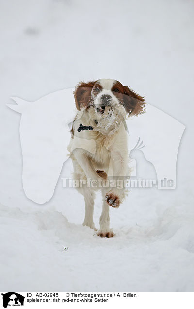 spielender Irish red-and-white Setter / AB-02945