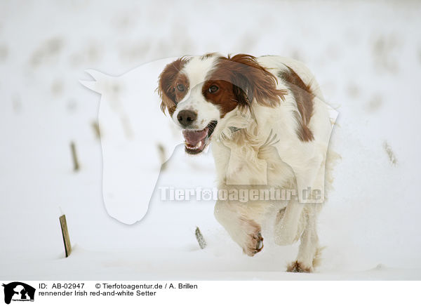 rennender Irish red-and-white Setter / AB-02947