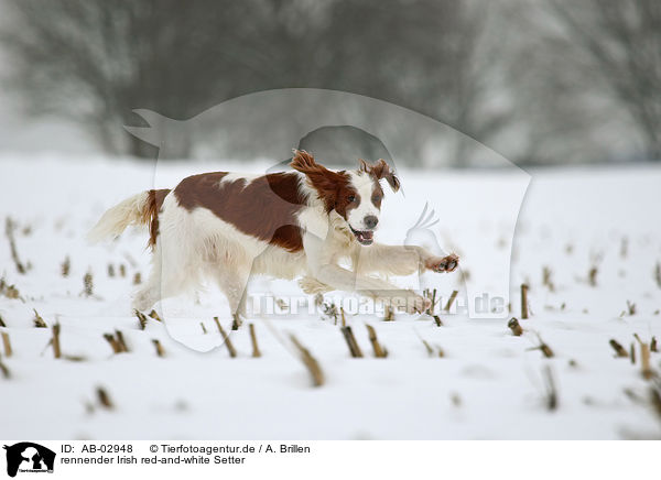 rennender Irish red-and-white Setter / AB-02948