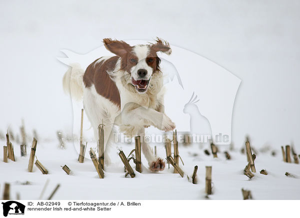 rennender Irish red-and-white Setter / AB-02949