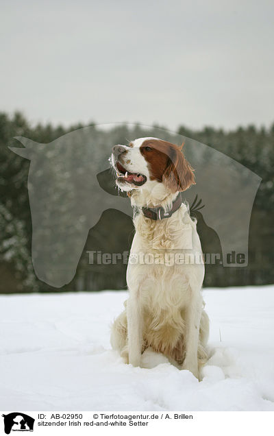 sitzender Irish red-and-white Setter / AB-02950