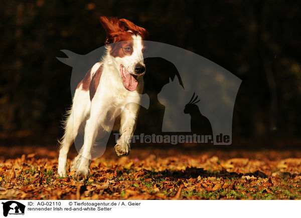 rennender Irish red-and-white Setter / AG-02110