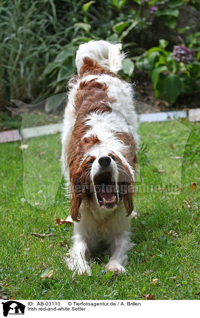 Irish red-and-white Setter / AB-03110