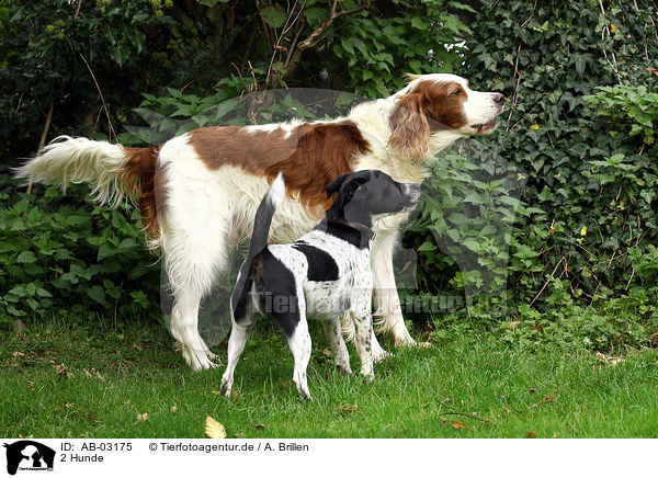 2 Hunde / 2 dogs / AB-03175