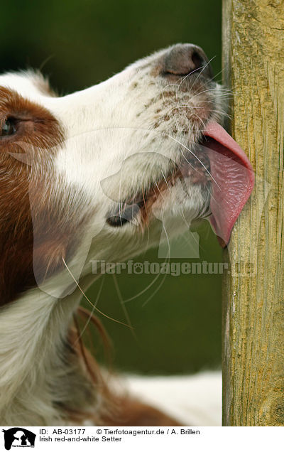 Irish red-and-white Setter / AB-03177